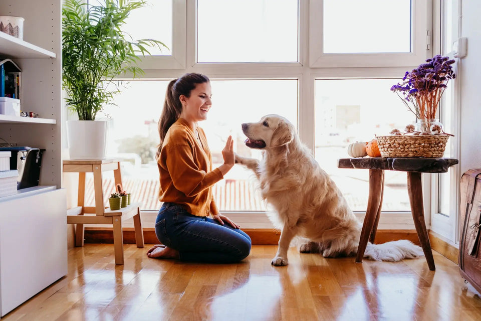 Why Choosing the Right Bed for Your Pet Is Essential