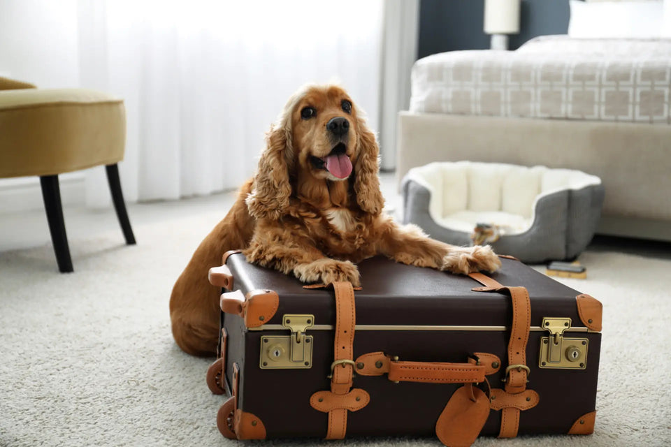 Signs Your Pet Needs a New Bed (And What to Look For)