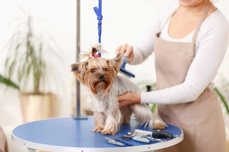 How to Make Grooming a Pleasant Experience for Your Pet