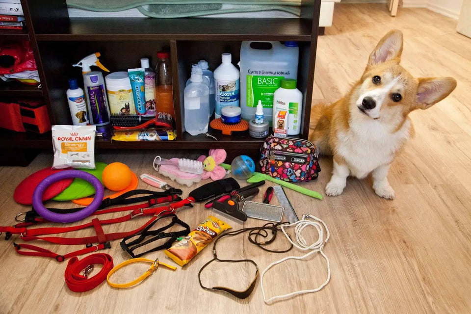 Top 10 Pet Accessories Every Dog Owner Needs