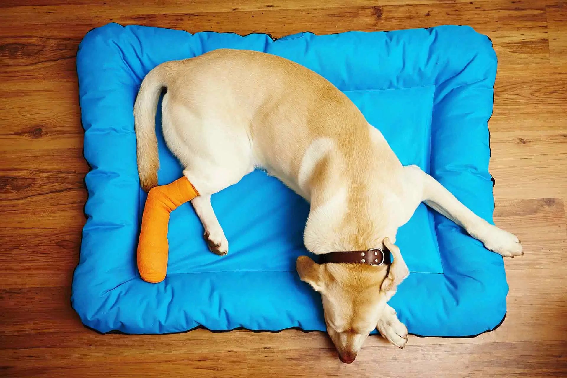 The Benefits of Orthopedic Pet Beds for Aging Pets - Furry Buddy